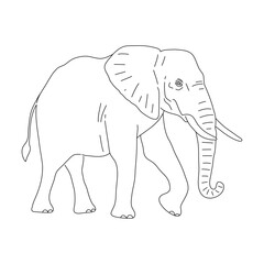 Sketch of Elephant drawn by hand. Vector hand drawn illustration.