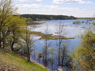 panorama spring flood fields flooded with water trees with young greenery on a hillock