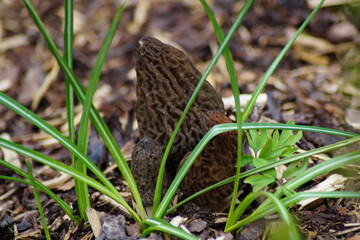 Group of pointed morels on bark mulch