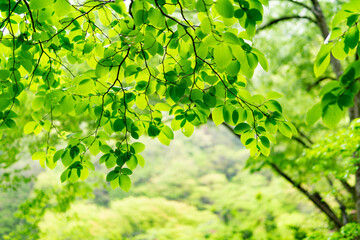 Fototapeta premium 雨と新緑の葉