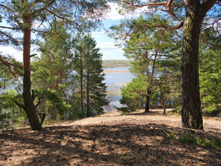 pine forest sunny glade trees with young greenery on a hillock