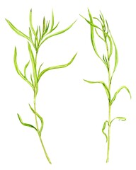 Tarragon watercolor drawing isolated on white background. Botanical hand drawn illustration. A set of aromatic kitchen herbs, spices for Mediterranean cuisine.