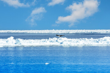 北海道、羅臼の青空とブルーの海と流氷と遠くにワシ © yoshi