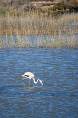 Pretty flamingos feeding silently in a quiet lagoon