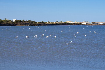 Pretty flamingos feeding silently in a quiet lagoon
