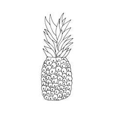 Vector hand-drawn pineapple. Summer fruit. Vector black and white illustration.