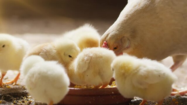 Newborn yellow chicks are eating feeds
