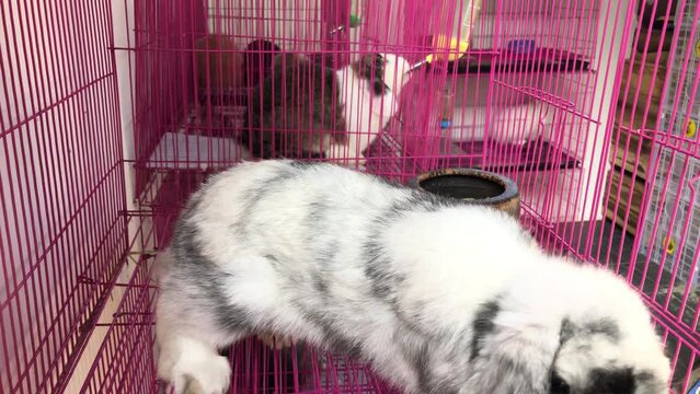 Adorable little rabbit holland lop looking around and playing on the stable. Easter day concept.