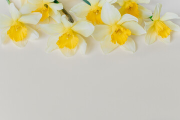 Fototapeta na wymiar Beautiful flowers of yellow daffodil (narcissus) on a light yellow background.