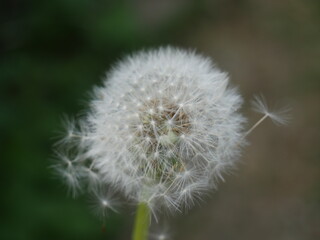 Fototapeta premium Pissenlit