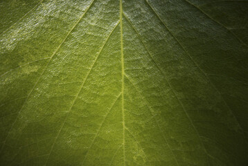 green leaf macro texture