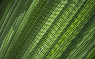 Obraz premium palm leaf texture