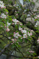 Fototapeta na wymiar apple tree flowers, selective focus, close-up