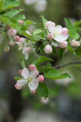 Obraz na płótnie Canvas apple tree flowers, selective focus, close-up