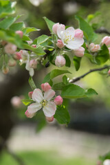 apple tree flowers, selective focus, close-up