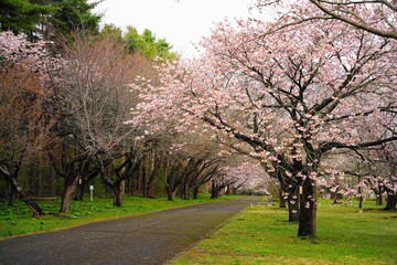 桜の名所　森町のオニウシ公園