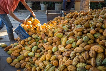 A worker in a cocoa factory pours baskets of yellow ripe cacao pods onto a pile of bulk large cocoa.