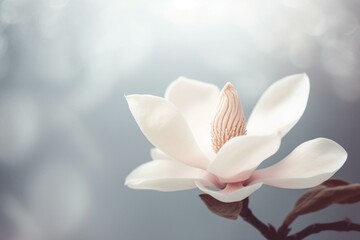 Magnolia in soft tones on banner with open space for text. Created with AI. Generative AI