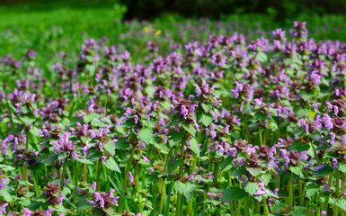 Lamium purpureum, known as red dead nettle, purple dead-nettle, red henbit, purple archangel, or velikdench important early bee and butterfly nectar plant.