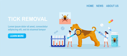 Dog Tick Season. Prevention of Lyme and Encephalitis Diseases. Removing Encephalitis Ticks. Veterinary Doctors Remove Mite. Parasite Carrying Disease. First Aid with Infections Transmitted by Mites