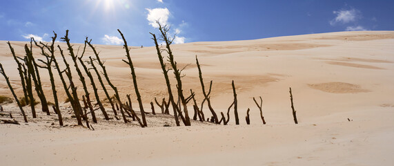 tops of dead trees under the shifting sand dune of Leba, Poland