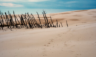 Tops of dead trees in national park showered by the shifting sand dune of Leba, Poland