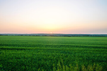 Obraz premium Green ripening ears of rye field under evening sky at sunset. Agricultural landscape with sundown on horizon. Belgorod region, Russia.