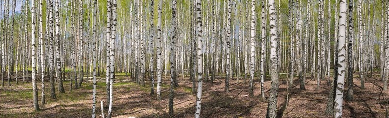 panorama spring in a birch grove young greenery - 597125386