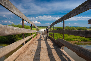 Bac&oacute;wka w Jabłonce nad Czarną Orawą i okolice. Kozy przechodzące przez drewniany mostek na rzece na tle pięknego błękitnego nieba. 