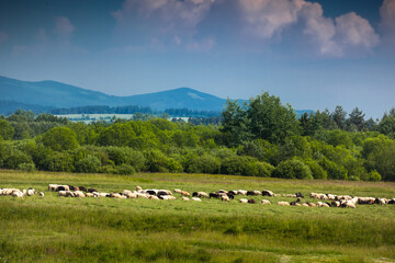 Fototapeta na wymiar Bacówka w Jabłonce nad Czarną Orawą i okolice. Piękny krajobraz z pasącymi się owcami i kozami na zielonej trawie. 