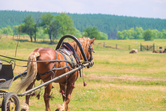 Harnessed horse breed Russian heavy truck pulls a cart. Back side view.
