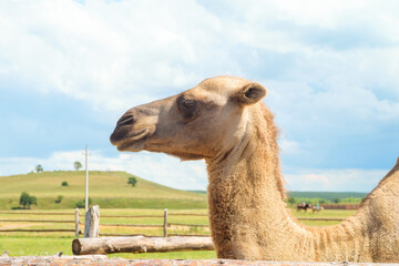 Head of a Bactrian Camel. Side view.