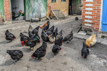 Many black hens and a rooster collect food from the ground in a rural yard. Feeding poultry outside the chicken coop outdoors. Rural life in the Sumy region in Ukraine © ioanna_alexa