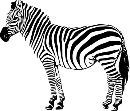 zebra vector illustration