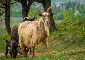 herd of goats in the field