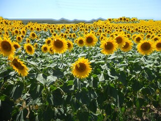 Fototapeta premium champ de tournesol en ete