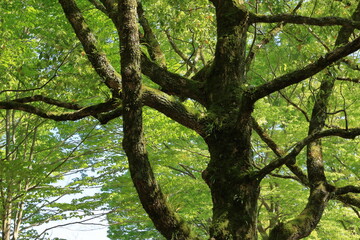 苔むす大木と公園の緑