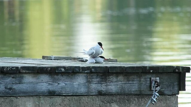 Pair of common tern (Sterna hirundo) mating on a wooden dock by the lake in Finland during summer