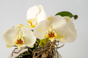 Orchids white yellow multicolor buds. Orchid background. Phalaenopsis bud. A branch of flowers. Delicate flower. Rare collectible plant bud closeup.