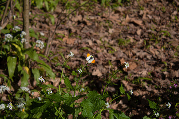 Photographic shot of the species anthocharis cardamines exposed to the sun.
