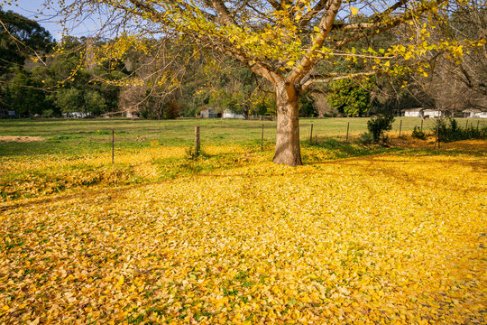 Golden leaves completely covering the ground under an a tree in Autumn foliage