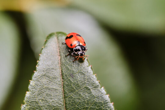 Orange and Black Ladybird Crawling Down Green Leaf