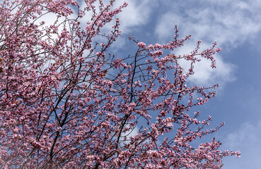 Pink flowers on blossoming cherry plum tree (Prunus cerasifera) in springtime. 