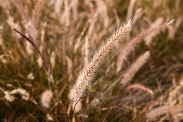 close up of grass seed flower