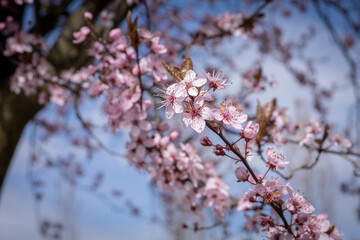 Pink flowers on blossoming cherry plum tree (Prunus cerasifera) in springtime. 