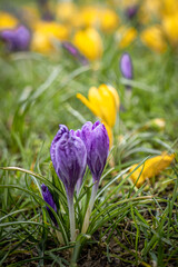 Close-up of purple and yellow crocus (saffron) flowers, blooming in springtime. 