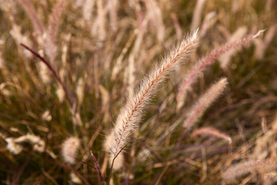 close up of grass seed flower
