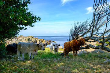 Free roaming and grazing cows on the west coast of Hammeren headland at the northern tip of Bornholm Island, Denmark, Scandinavia, Europe.
