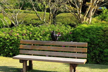 公園のベンチの背もたれにとまったカラス