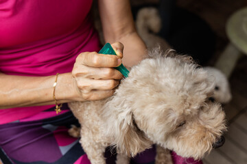 Close-up of person applying ticks, lice and mites control medicine on poodle pet dog